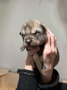 Darla