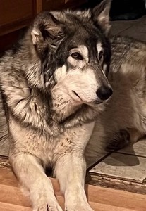 Lady Arenea (Lady A)