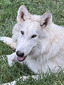 Comanche Chief